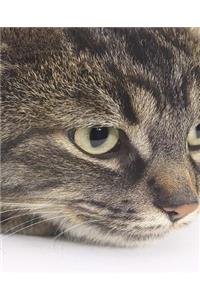 School Composition Book Tiger Cat Watches Photo 200 Pages