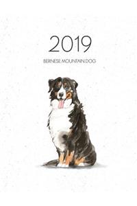 2019 Bernese Mountain Dog