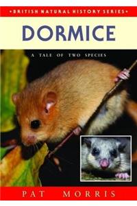 Dormice