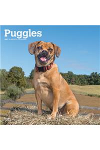 Puggles 2021 Square