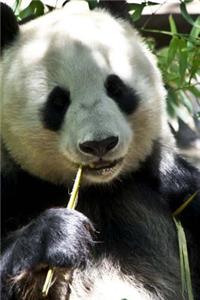 Panda with a Toothpick Journal