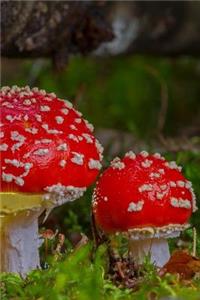 Fairy Tale Mushrooms Notebook