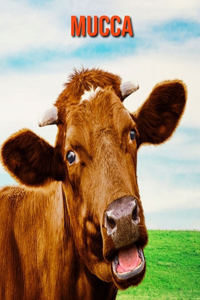 Mucca