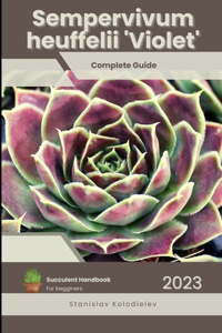 Sempervivum heuffelii 'Violet'