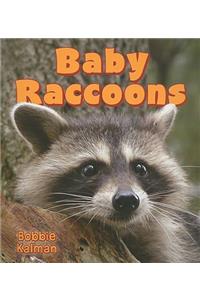 Baby Raccoons