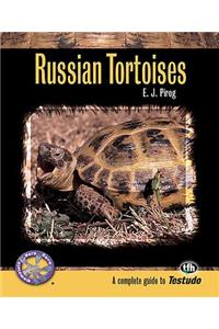 Russian Tortoises: A Complete Guide to Testudo