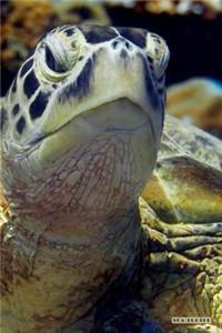 Sea Turtle