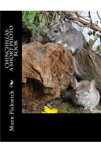 Chinchillas