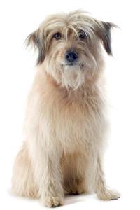 Pyrenean Shepherd Notebook & Journal. Productivity Work Planner & Idea Notepad