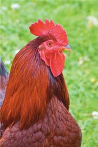 The Rooster Portrait Journal