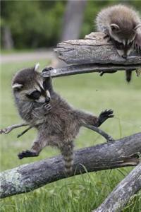 Raccoons at Play Journal