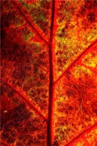 Journal Fall Leaf Autumn Foliage Close Up
