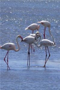A Flock of Pretty Pink Flamingos Water Bird Animal Journal