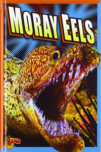 Moray Eels