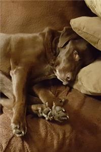 2020 Weekly Planner Chocolate Lab Dogs Labrador Retriever Naps Pillows 134 Pages