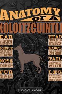 Anatomy Of A Xoloitzcuintli