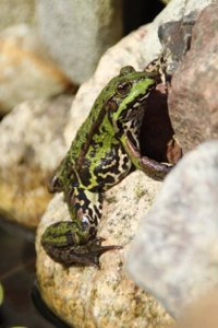 Rock Climbing Frog Journal