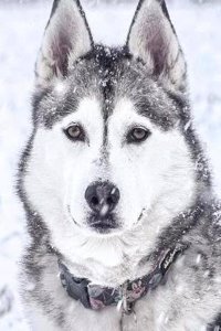 Husky Bullet Journal