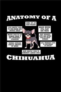 Anatomy of a Chihuahua