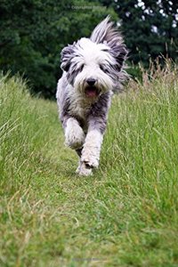 Bearded Collie: Artified Pets Journal/Notebook/Diary 160 Pages