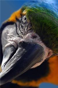 You WILL Give Polly a Cracker! Scary Macaw Journal