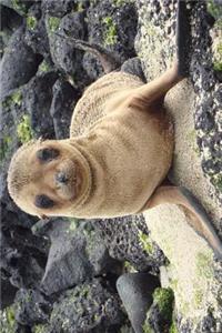 A Galapagos Sea Lion Poses for You Journal