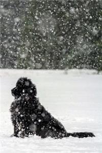 Newfoundland