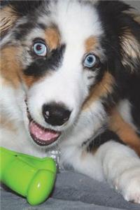 Adorable Australian Shepherd Puppy Journal