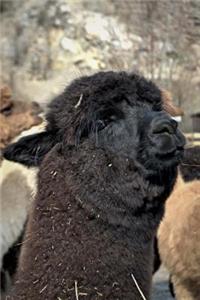 A Black Alpaca in a Meadow Animal Portrait Journal