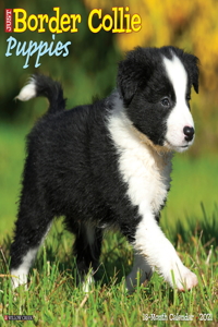 Just Border Collie Puppies 2021 Wall Calendar (Dog Breed Calendar)