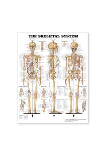 The Skeletal System Giant Chart