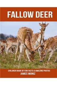 Fallow Deer