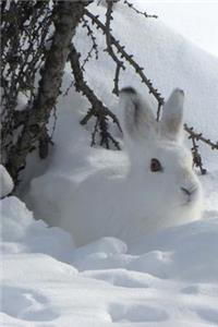 Lovely White Snowshoe Hare Hiding in the Snow Journal