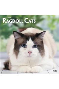 Ragdoll Cats 2019 Square Wall Calendar