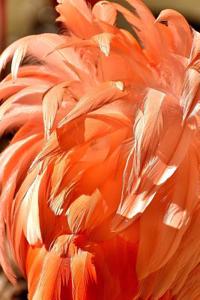 The Pink Feathers of a Flamingo Journal