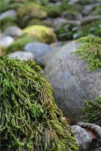 Moss Creek Notebook