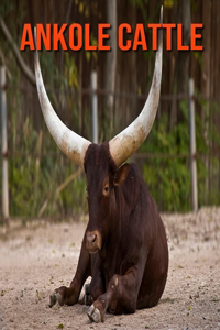 Ankole Cattle