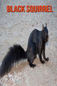 Black Squirrel