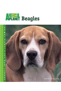 Beagles