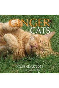 Ginger Cats Calendar 2016: 16 Month Calendar