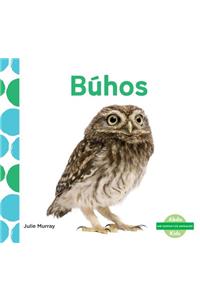 Buhos (Owls)