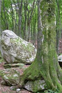 A Moss Covered Tree in Ticino Forrest Switzerland