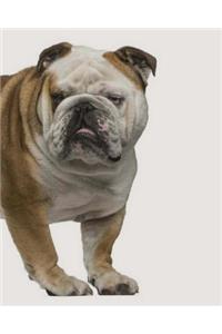 Bulldog