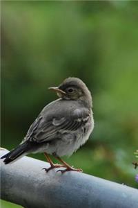 Adorable Little Wagtail Bird Journal