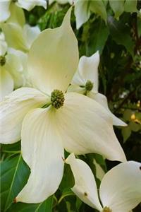 Summer Journal Flowering Tree