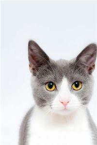 Feline Notebook