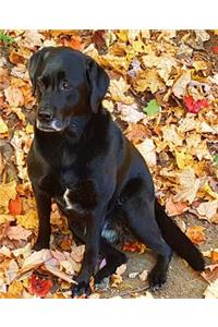 School Composition Book Black Labrador Retriever Dog Fall Leaves 200 Pages