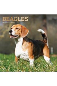 Beagles 2021 Square Foil
