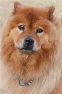Cute Chow Chow Dog Journal