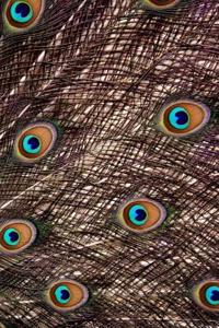 Peacock Feathers Journal